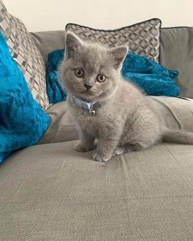 Inserzioni-Gratuite Gattini British Shorthair